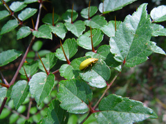 Cistelomorpha nigripilis