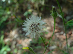 Picris hieracioides morrisonensis