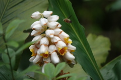 Alpinia hainanensis