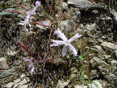 Silene fissipetala