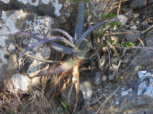 Aloe divaricata, photograph 4