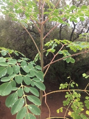 Moringa