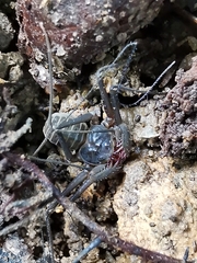 Charinus seychellarum