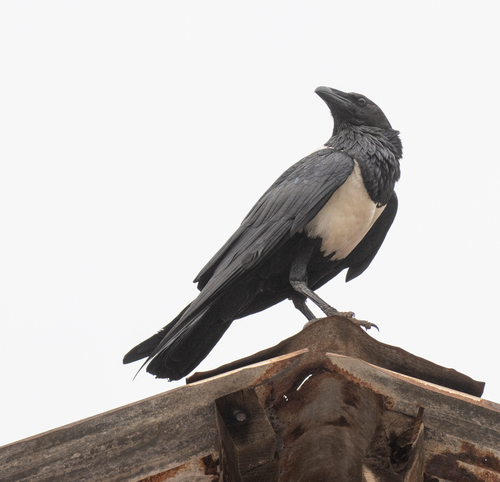 Pied Crow