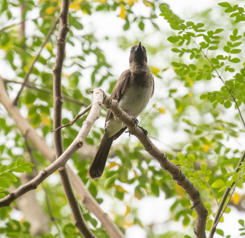 Common Bulbul