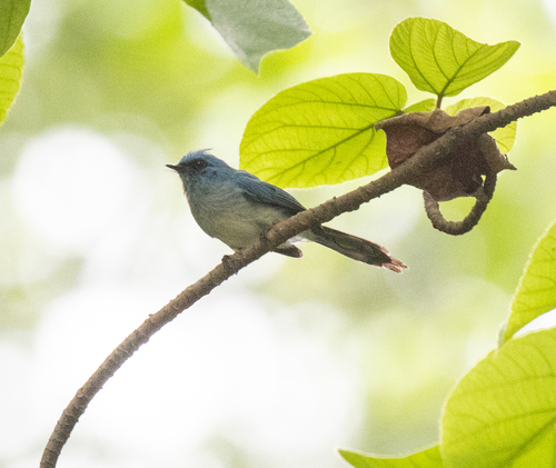 African Blue Flycatcher