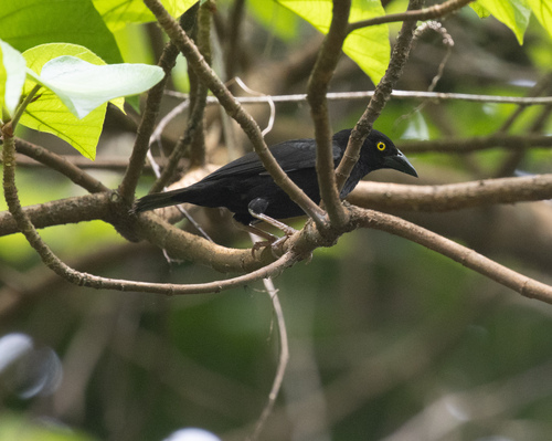 Vieillot's Black Weaver (Ploceus nigerrimus)