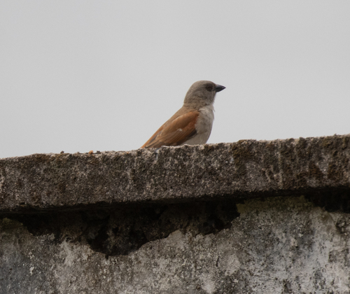 Northern Grey-headed Sparrow