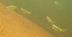 Brycinus lateralis