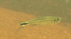 Brycinus lateralis