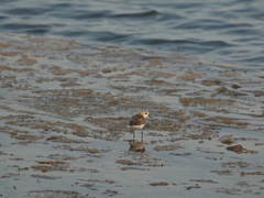 Calidris minuta
