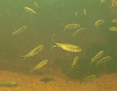 Brycinus lateralis
