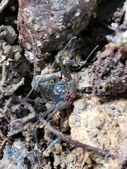 Charinus seychellarum