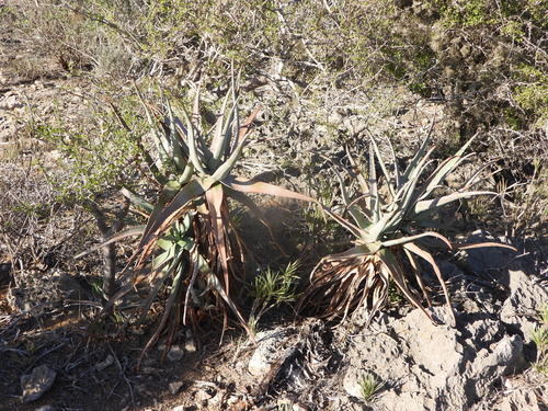 Aloe divaricata, photograph 3