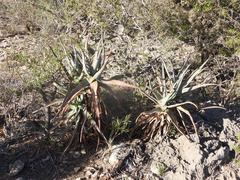 Aloe divaricata, photograph (c) amantedarmanin, some rights reserved (CC BY)