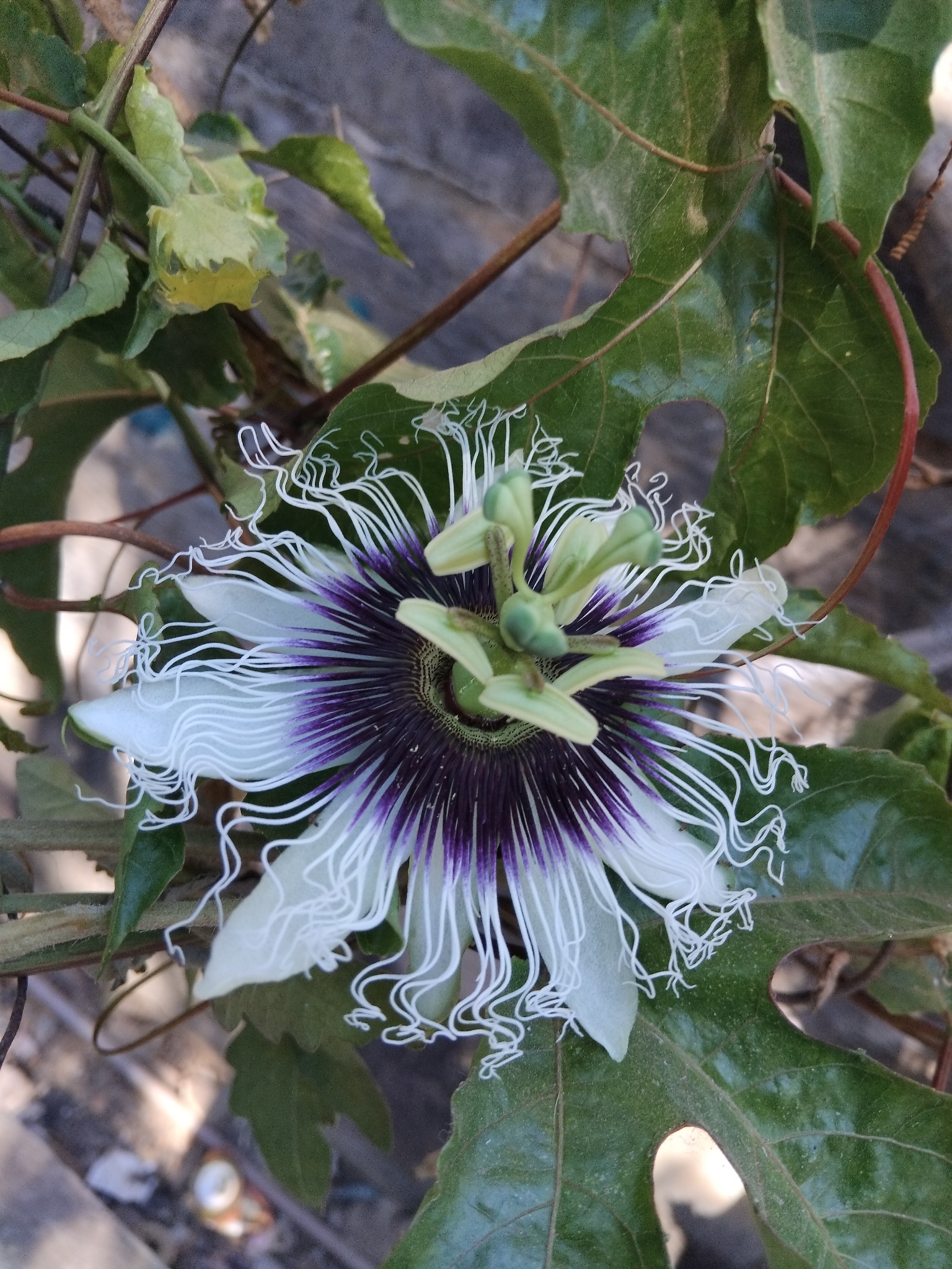 Passiflora edulis