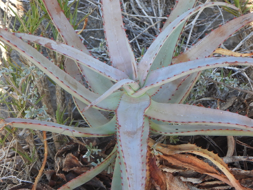 Aloe divaricata, photograph 2