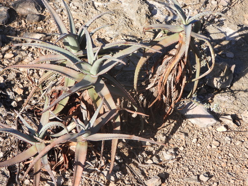 Aloe divaricata, photograph 1