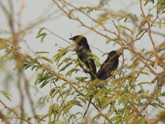 Dicrurus macrocercus