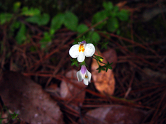 Mazus alpinus