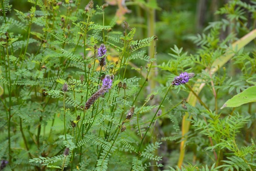 Dalea leporina, photograph 3