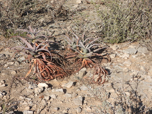 Aloe divaricata