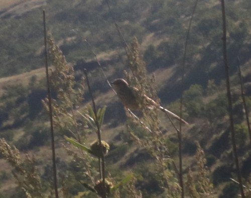 iNaturalist image