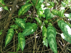 Aglaonema commutatum
