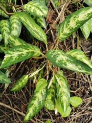 Aglaonema commutatum
