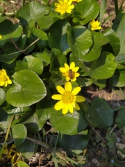 Ficaria verna