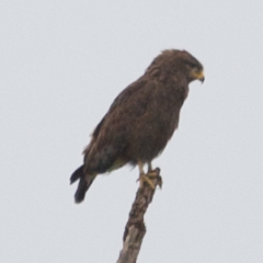 Circaetus cinerascens