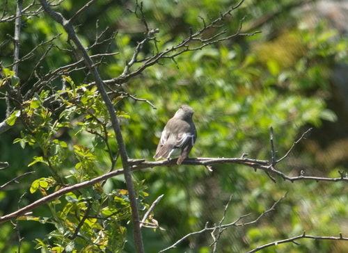 Semicollared Flycatcher (Ficedula semitorquata)