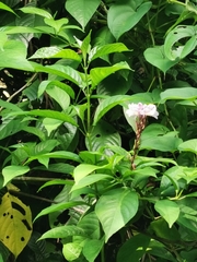 Phlogacanthus turgidus