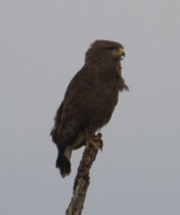 Circaetus cinerascens