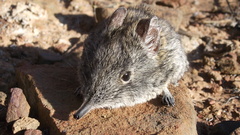 Elephantulus edwardii