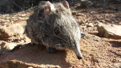 Elephantulus edwardii