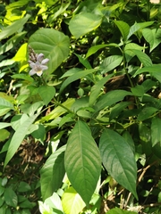 Phlogacanthus turgidus