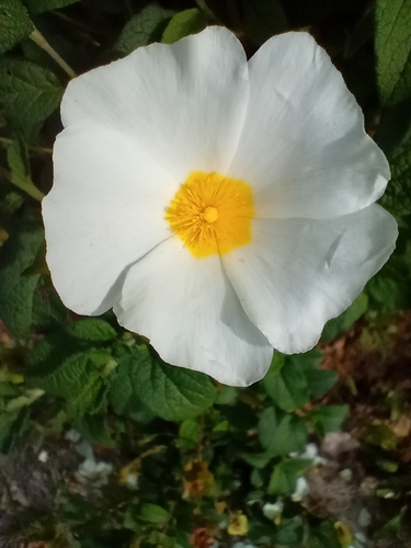 Avistamiento Cistus salviifolius