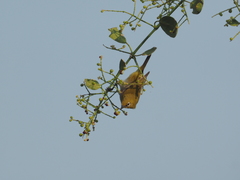 Zosterops palpebrosus