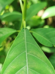 Phlogacanthus turgidus