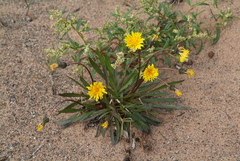 Taraxacum lateritium