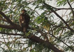 Accipiter badius