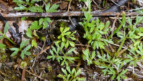 Ranunculus paludosus, photograph 2