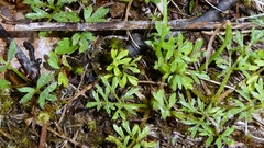 Ranunculus paludosus, photograph author not stated, no rights reserved