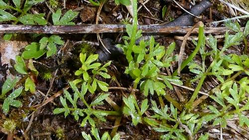 Ranunculus paludosus, photograph 3
