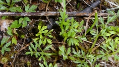Ranunculus paludosus, photograph author not stated, no rights reserved