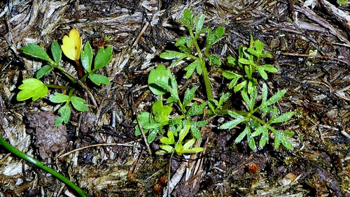 Ranunculus paludosus, photograph 4