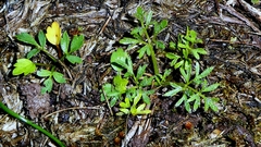 Ranunculus paludosus, photograph author not stated, no rights reserved