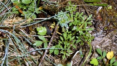 Ranunculus paludosus, photograph author not stated, no rights reserved