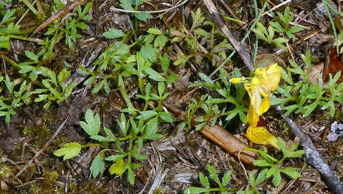 Ranunculus paludosus, photograph 6